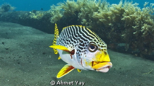 Sweetlips... by Ahmet Yay 
